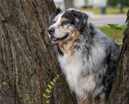 Tierfotografie Hund zwischen Bäumen