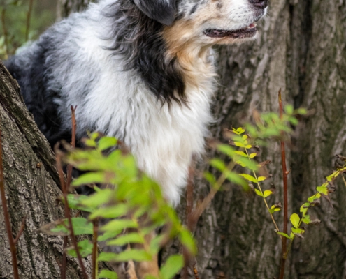 Tierfotografie Hund zwischen Bäumen
