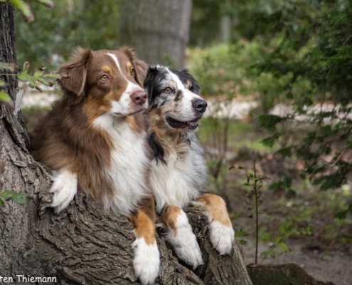 Tierfotografie zwei Hunde nebeneinander zwischen Bäumen