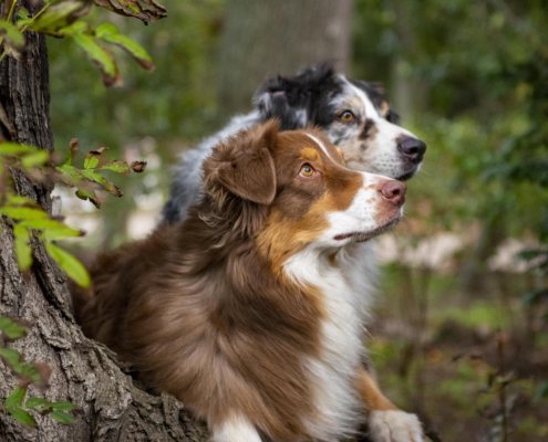Tierfotografie zwei Hunde nebeneinander zwischen Bäumen
