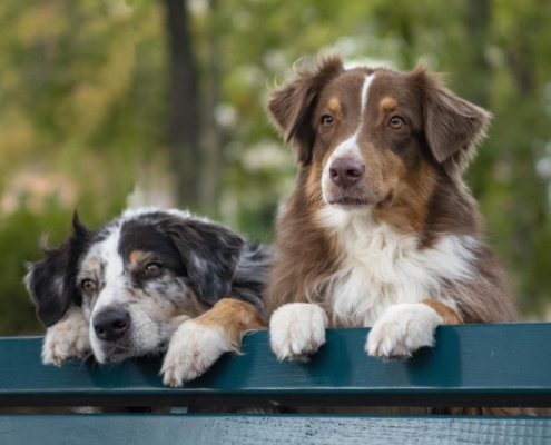 Tierfotografie zwei Hunde die von hinten über eine Parkbank blicken