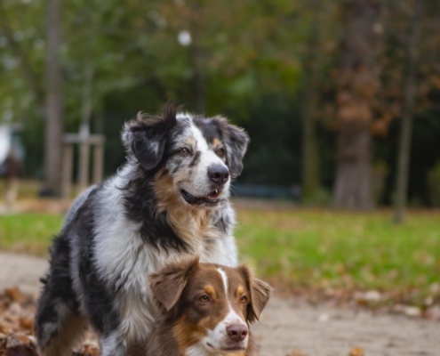 Tierfotografie zwei Hunde im Laub