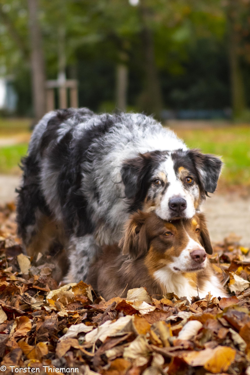 Tierfotografie zwei Hunde im Laub