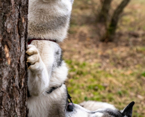Tierfotografie Zwei Huskys am Baum