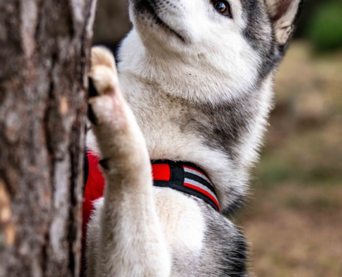 Tierfotografie Husky am Baum