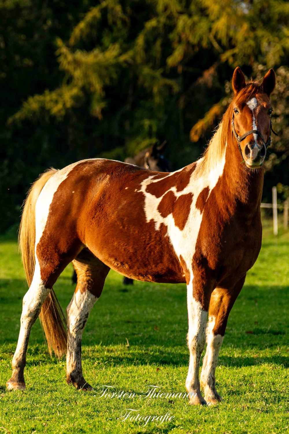 braunweiß geschecktes Pferd in der Sonne auf einer Weide