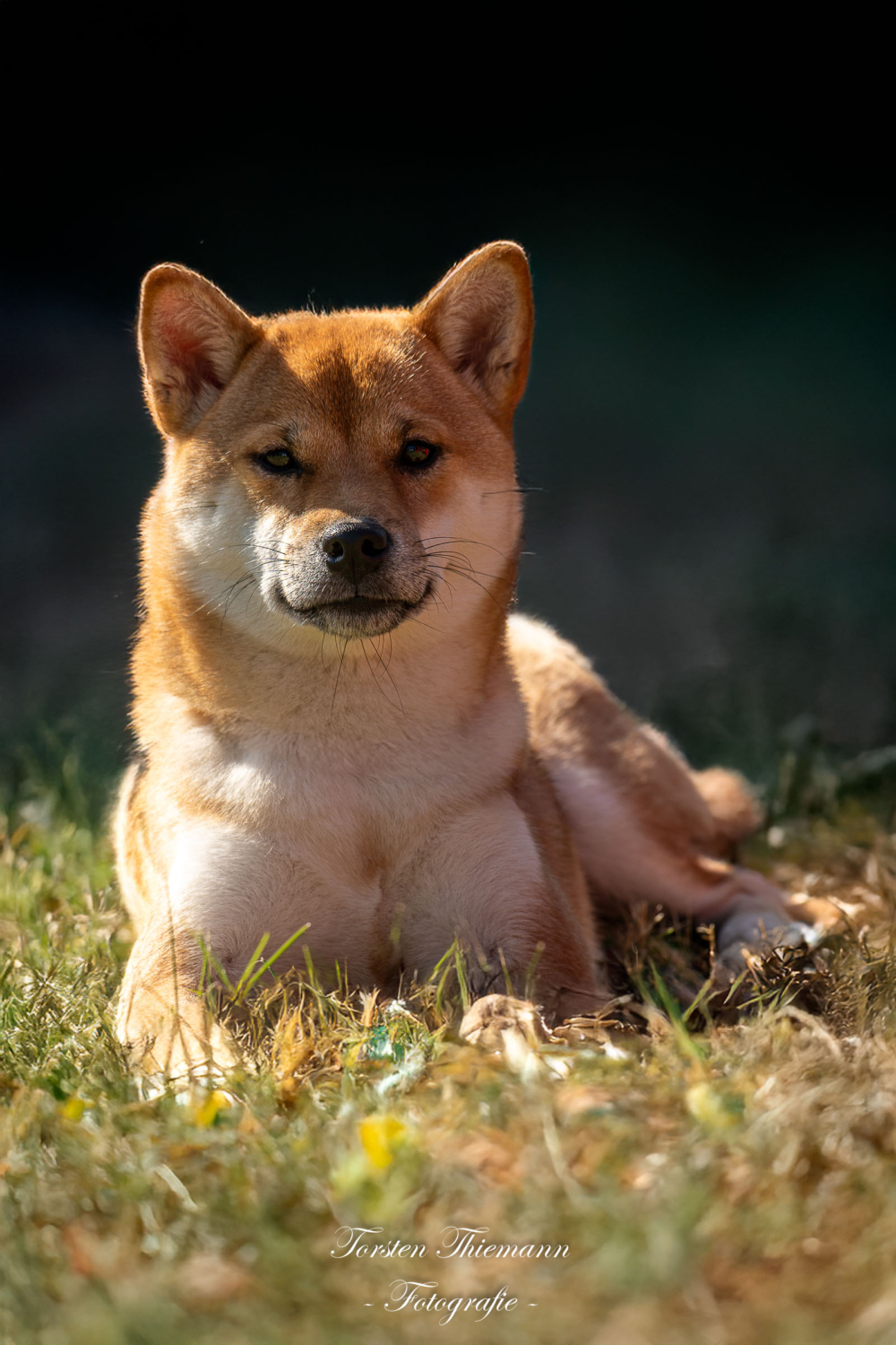 Hundefoto Shiba