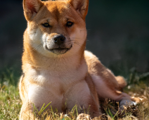 Hundefoto Shiba