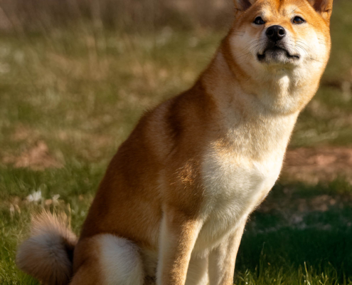 Hundefoto Shiba