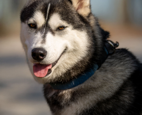 Hundefoto Husky