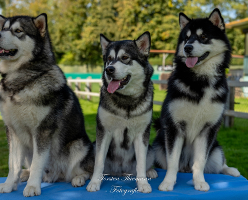 Hundefoto vier Huskys auf einem Tisch