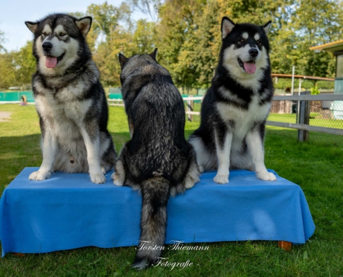 Hundefoto drei Malamute auf einem Tisch