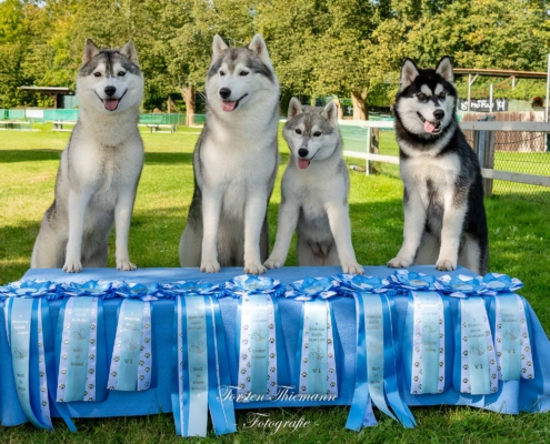 Hundefoto vier Huskys auf einem Tisch